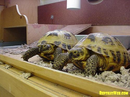 Russian Tortoise Russian Tortoise
